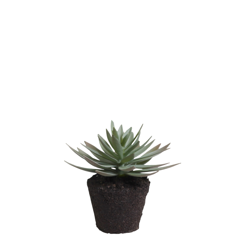 Chic Antique Fleur Sukkulent plante, H 12,5 cm, grn