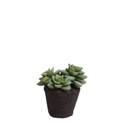 Chic Antique Fleur Sukkulent, H 11,5 cm, grn