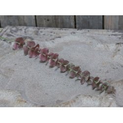 Chic Antique Fleur Eucalyptus H65 cm