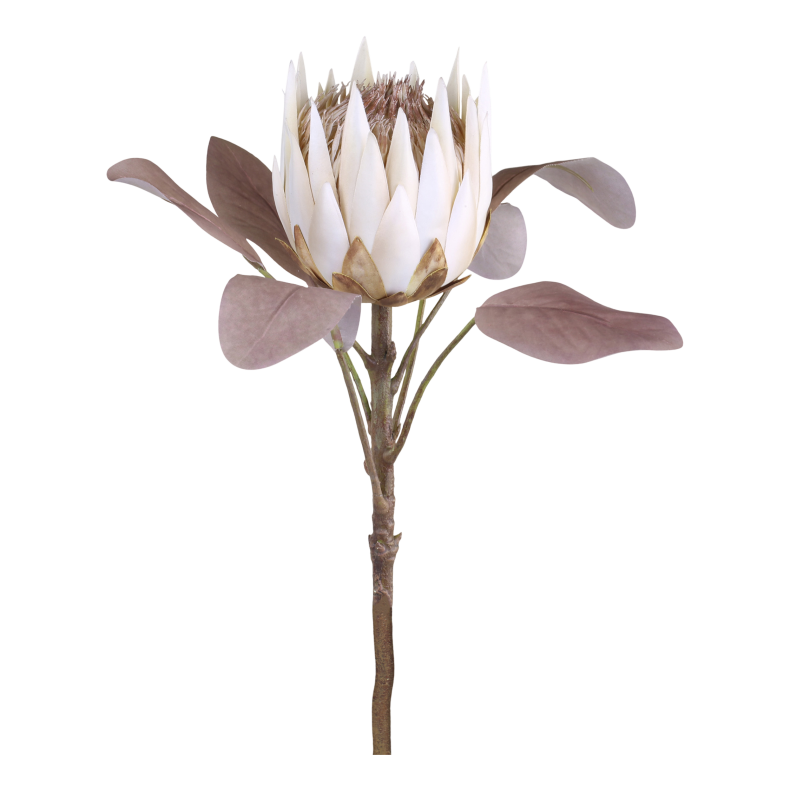 Chic Antique Fleur Protea Blomst, H66 cm creme