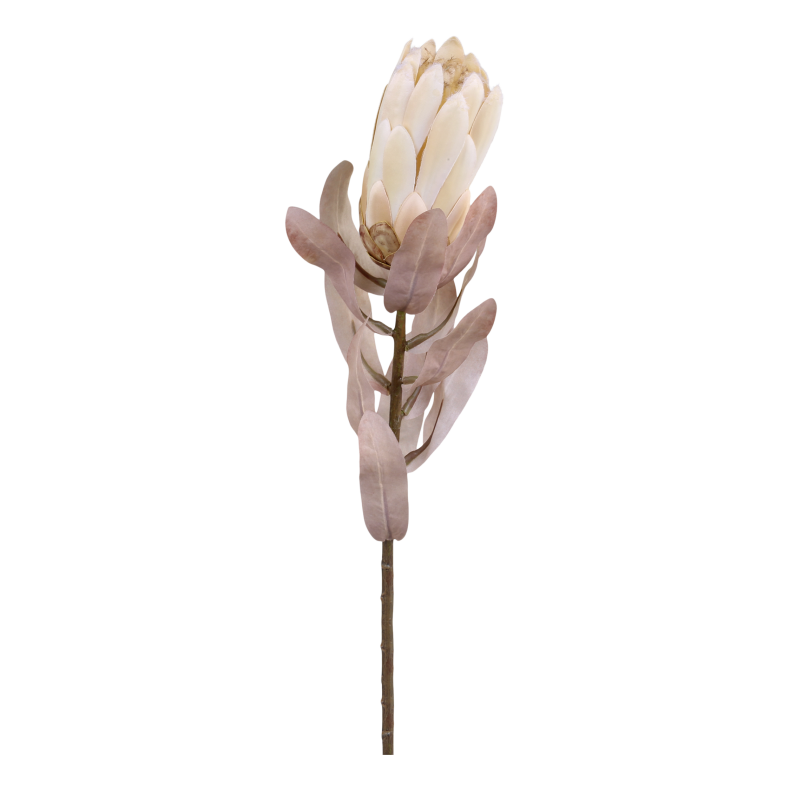 Chic Antique Fleur Protea Blomst, H53 cm creme