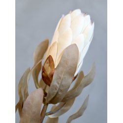 Chic Antique Fleur Protea Blomst, H53 cm creme