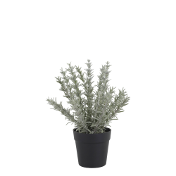 Chic Antique Fleur Rosmarin