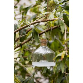 Ib Laursen Hvepsefanger